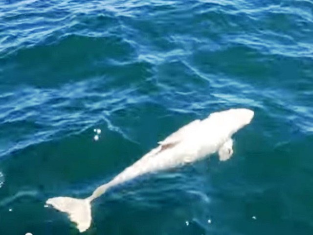 Bijeli kljunasti delfin – Viđen samo 15 puta