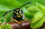 makro-fotografije-prirode-14