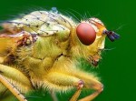 makro-fotografisanje web