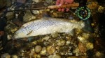 meka 54cm Neretva web