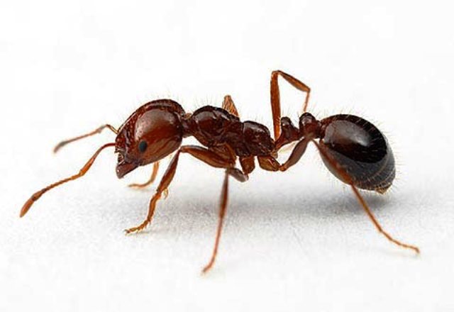 mravak