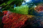 cano-cristales1