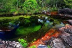 cano-cristales11