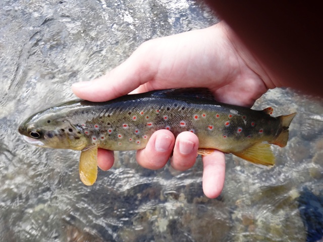 Krasan dan na Čabranki