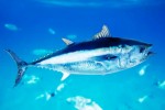 tuna