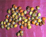 88426_0818-bubamare-foto-s-vojnovic_orig