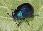 chrysolina-olivieri-montanella