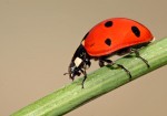 coccinella-septempunctata