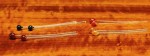 ep_crabshrimp_eyes_web