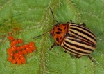 leptinotarsa-decemlineata