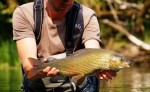lipljan 55cm ogi web6