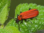 pyrochroa-coccinea