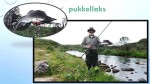 viba sa pukkellaks web