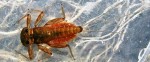 March Brown nymph