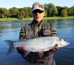 bucov Rajna web