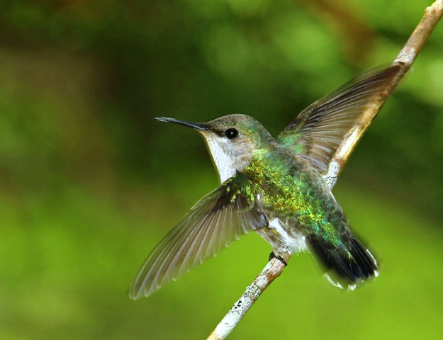 kolibri web1