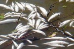 uginule ribe web2