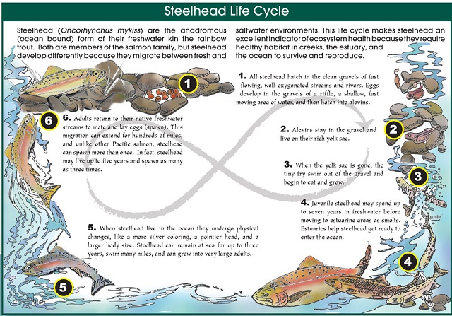 Steelhead-Lifecycle