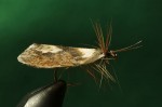 Teabag winged caddis