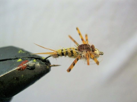 11128472_1597132763867913_7326408028679037068_n (2)