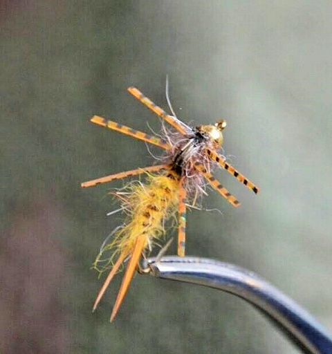 12806025_1742610169320171_3814048174655452970_n (2)