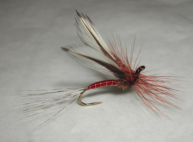 Agostino_Roncallos_Red_spinner web