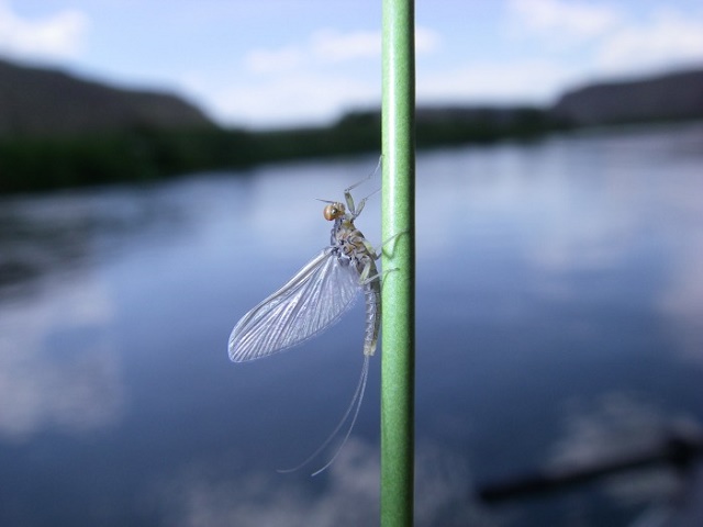 BWO macro Devan Ence