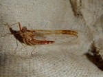 Mayfly (Cloeon cognatum)