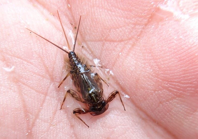 Michail Stanev nimfa