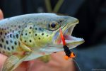 Trout_Booby_Fly_1