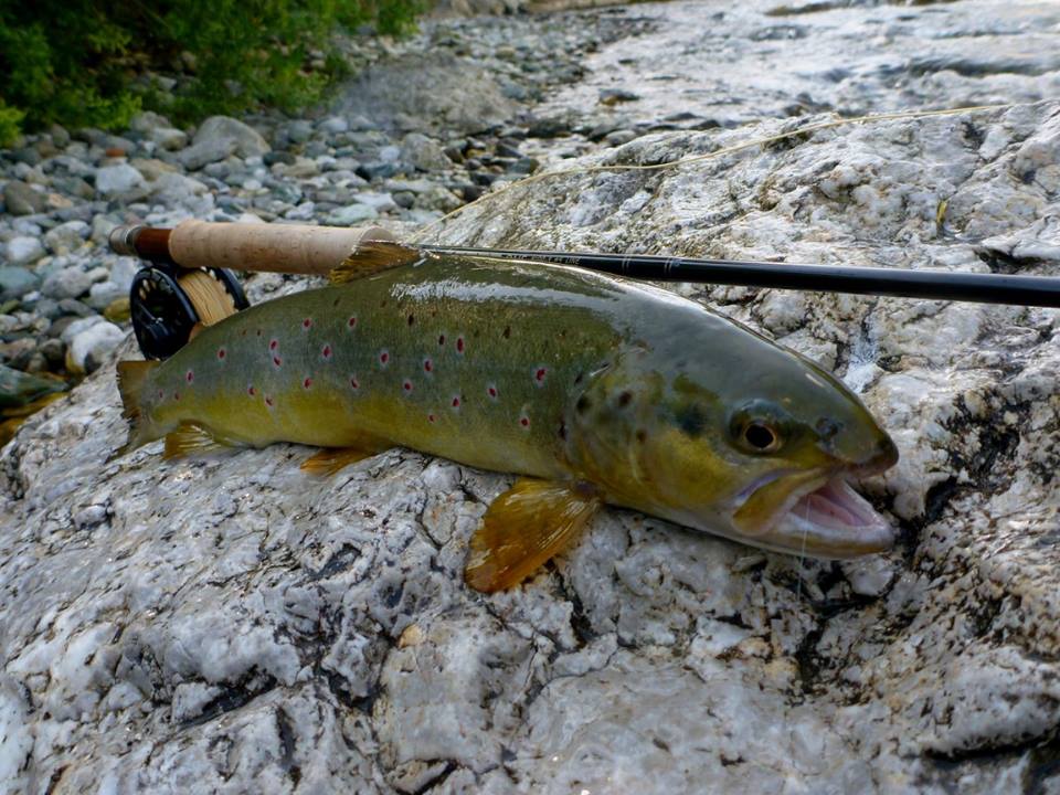 13266041_10206726820031456_4857404733305719327_n