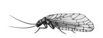 Alderfly crtez web