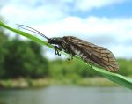 alderfly-Andy-Brook web