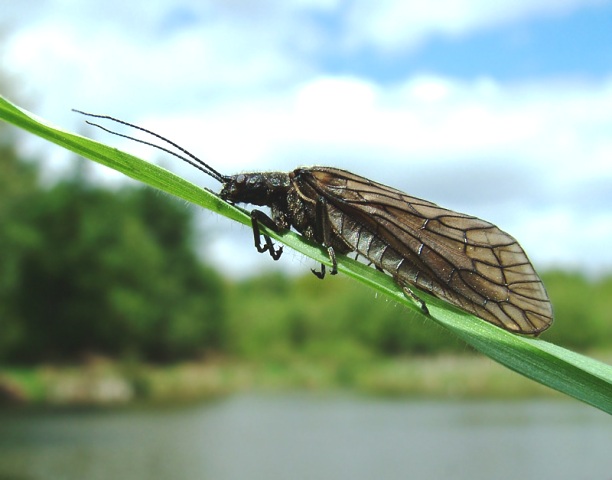 alderfly-Andy-Brook web