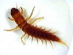 alderfly nimfa web