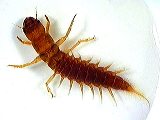 alderfly nimfa web