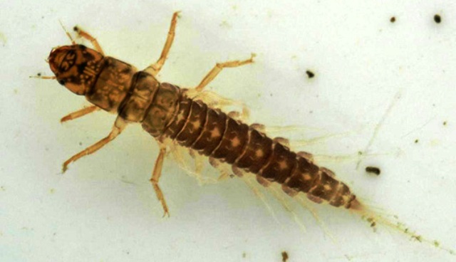 alderfly nimfa web1