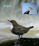 brljak glava