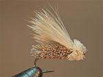 Mangler moth w1
