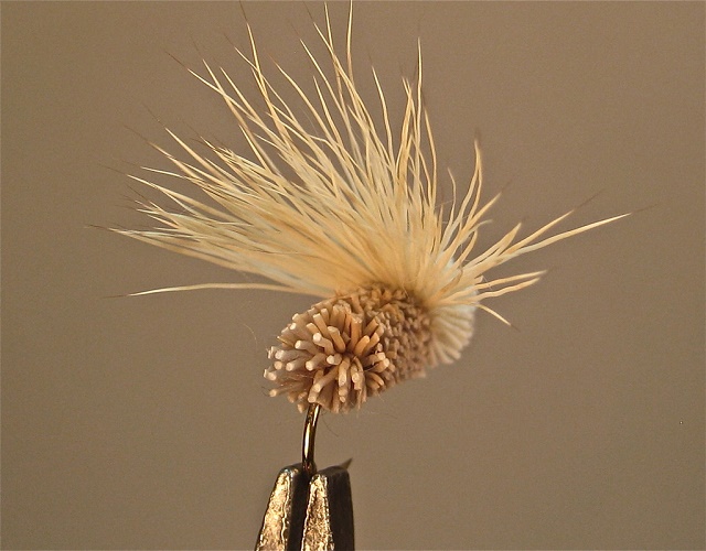 Mangler moth w2