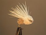 Mangler moth w3