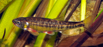 phoxinus
