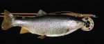 016 w