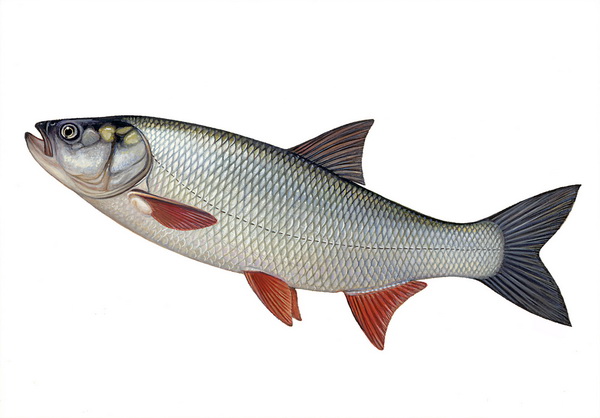 Bucovi iz Porečke reke i Dunava