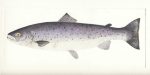 SeaTrout_IOM