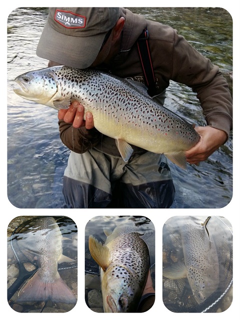 collage glava