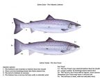fishid