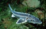 Danube sturgeon, Rhine, Germany