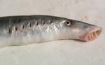 K-River-lamprey