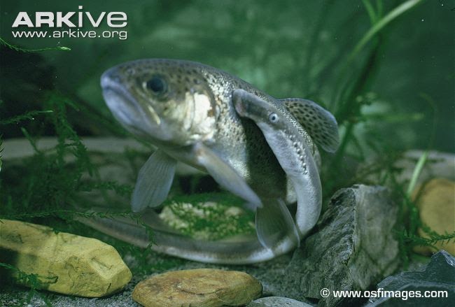 Photo from ARKive of the River lamprey (Lampetra fluviatilis) - http://www.arkive.org/river-lamprey/lampetra-fluviatilis/image-A5122.html